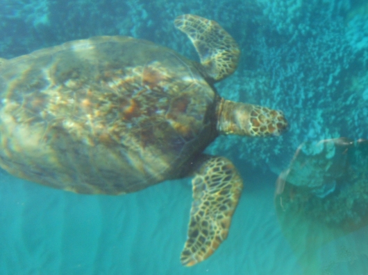 Turtle reef 6