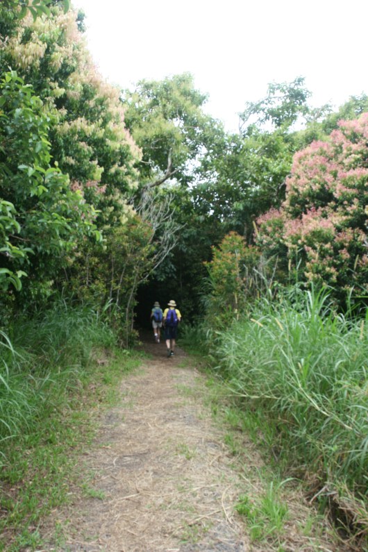 Entering Maunalei Arboretum