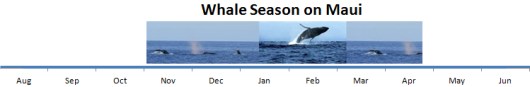 Whale calendar with dates