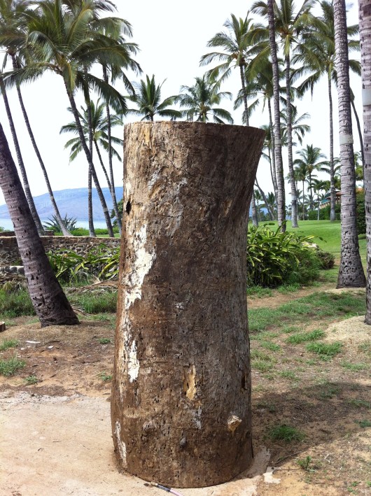 The statue was carved from this monkey pod tree
