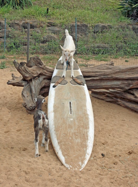 A surfing goat